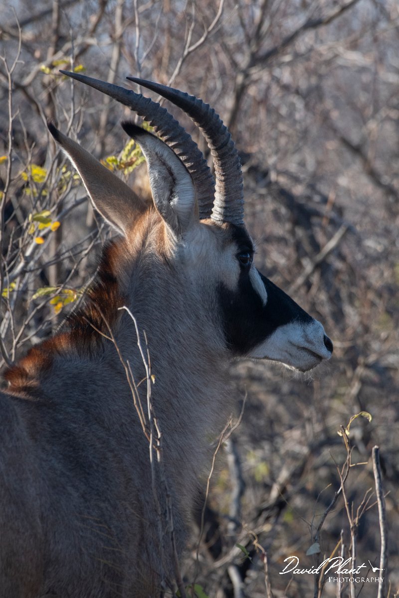 DPPhotography - Namibia - Roan - A.jpg - Roan - Mahango National Park