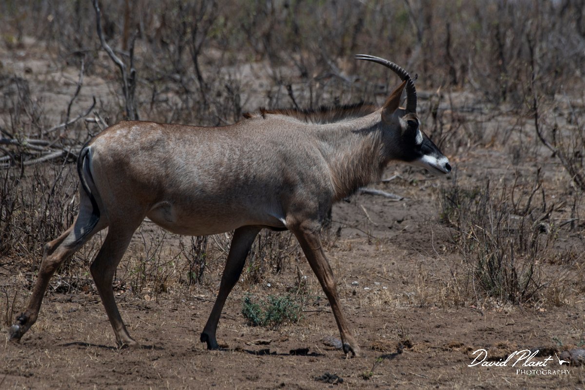 DPPhotography - Namibia - Roan - B.jpg - Roan - Mahango National Park