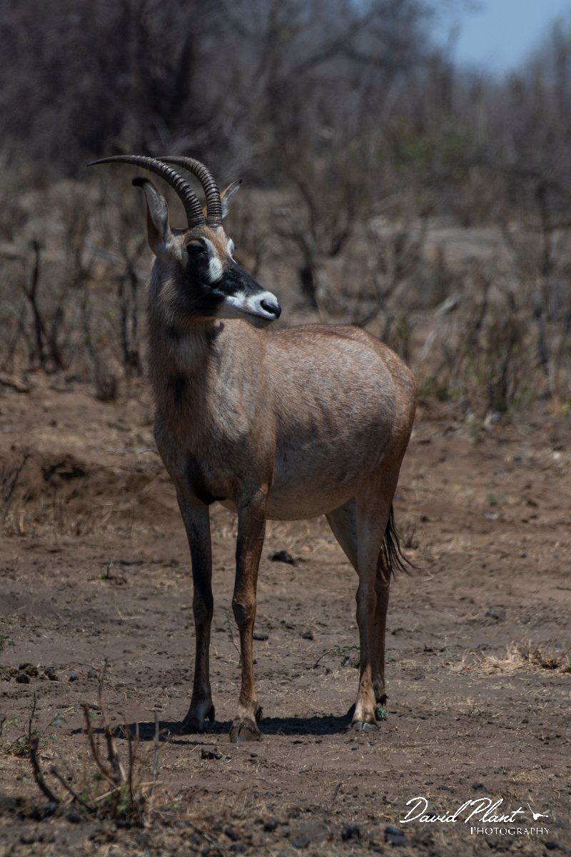 DPPhotography - Namibia - Roan - D.jpg - Roan - Mahango National Park