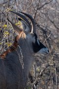 DPPhotography - Namibia - Roan - A
