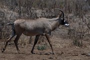 DPPhotography - Namibia - Roan - B