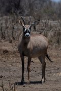 DPPhotography - Namibia - Roan - C