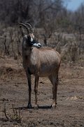 DPPhotography - Namibia - Roan - D