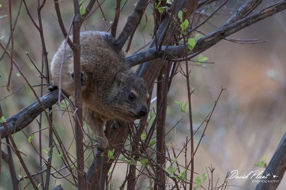 DPPhotography - Namibia - Rock hyrax - A.jpg - Rock hyrax in a tree - Waterberg