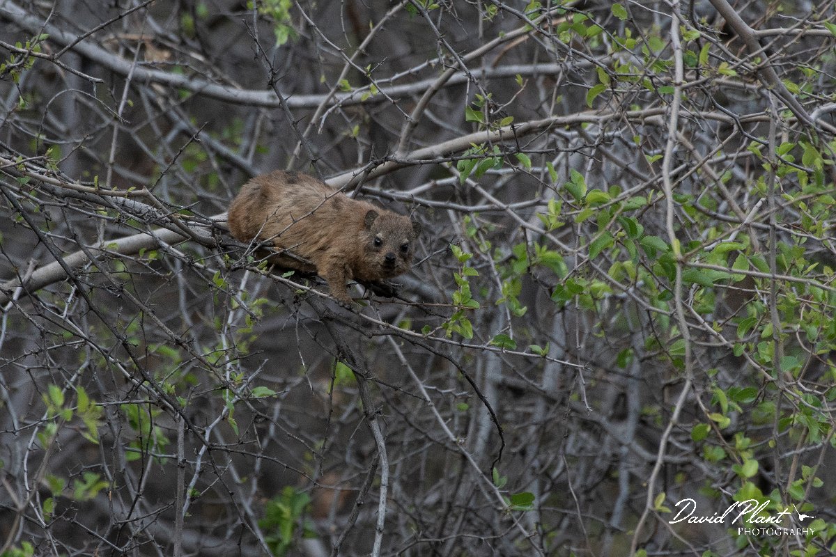 DPPhotography - Namibia - Rock hyrax - B.jpg - Rock hyrax in a tree - Waterberg