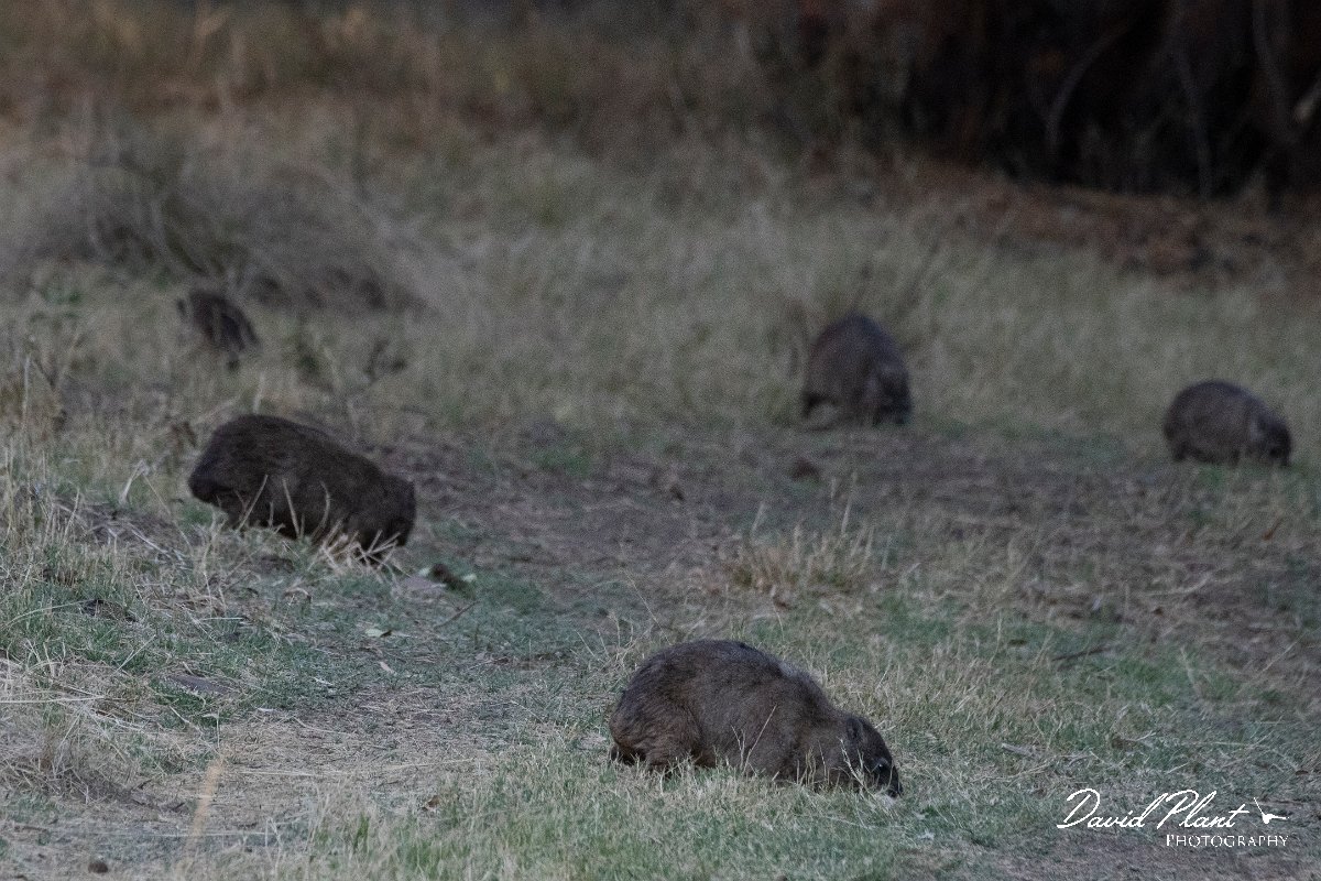 DPPhotography - Namibia - Rock hyrax - C.jpg - Rock hyraxs eating grass - Waterberg