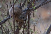 DPPhotography - Namibia - Rock hyrax - A