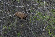 DPPhotography - Namibia - Rock hyrax - B