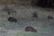 DPPhotography - Namibia - Rock hyrax - C
