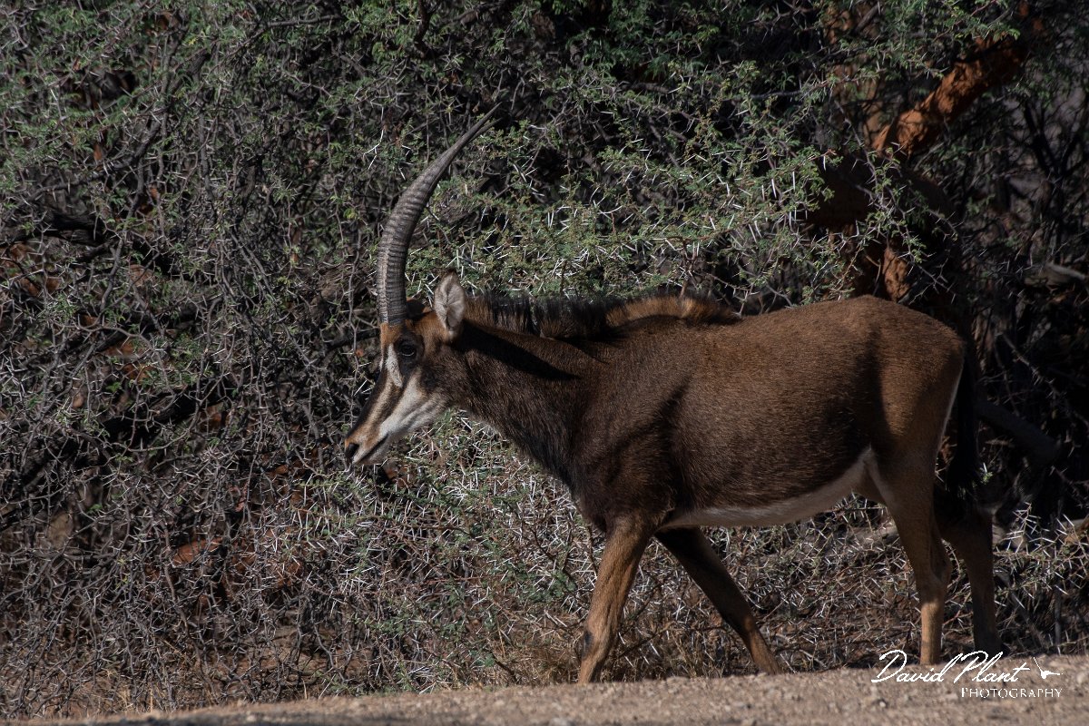 DPPhotography - Namibia - Sable - A.jpg - Sable - Mahango National Park