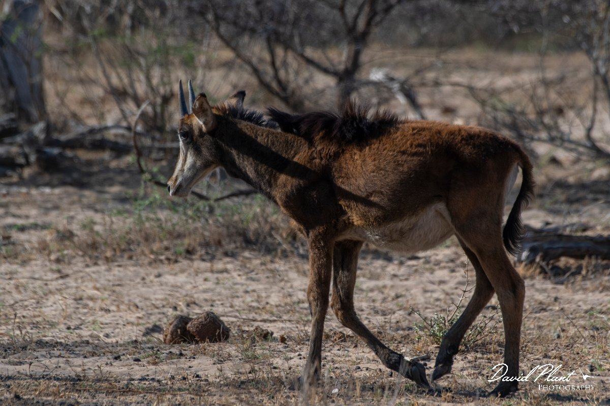 DPPhotography - Namibia - Sable - C.jpg - Sable calf - Mahango National Park