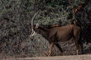DPPhotography - Namibia - Sable - A