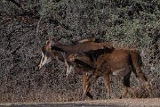 DPPhotography - Namibia - Sable - B