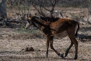 DPPhotography - Namibia - Sable - C