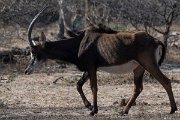 DPPhotography - Namibia - Sable - D