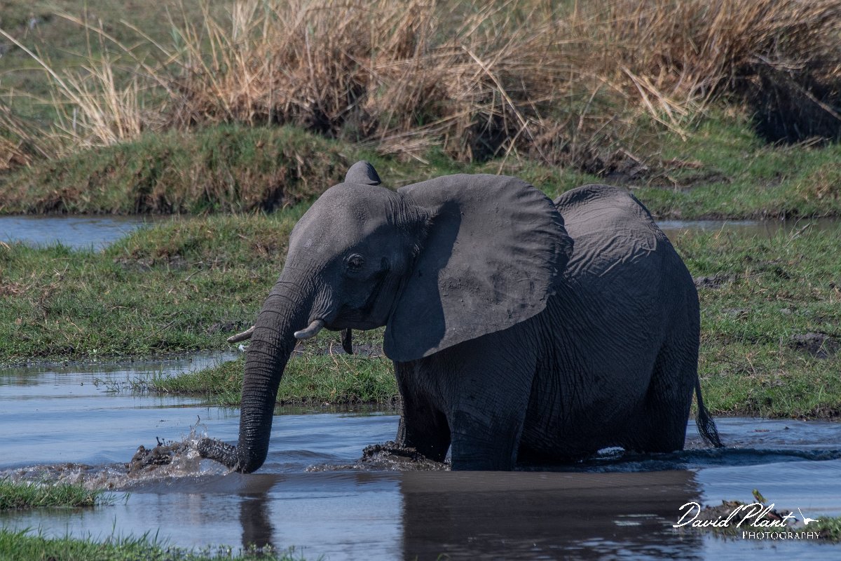 DPPhotography - Namibia - Savanna elephant - A.jpg - Savanna elephant - Buffalo Core Area