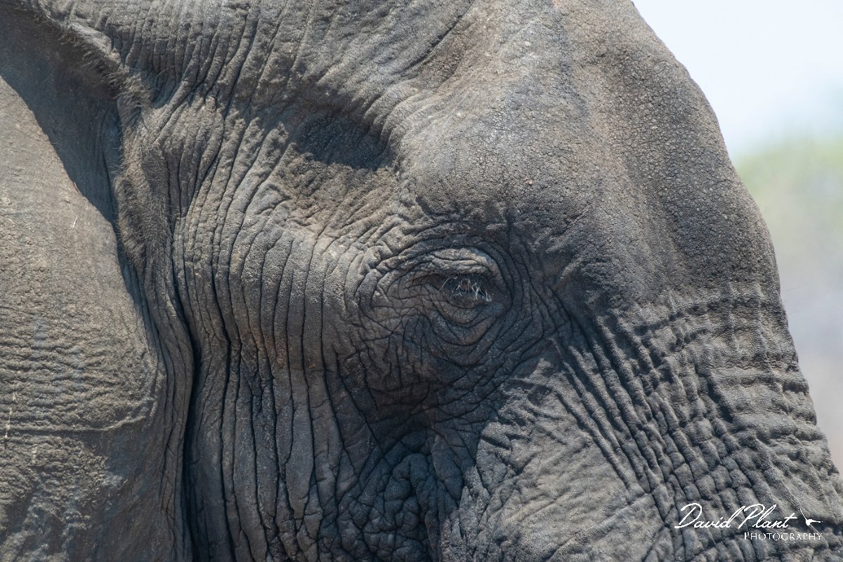DPPhotography - Namibia - Savanna elephant - AA.jpg - Savanna elephant - Mahango National Park