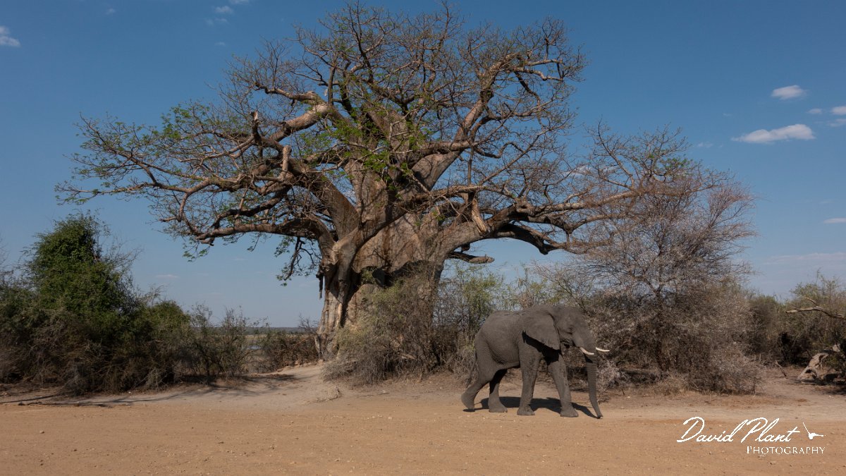 DPPhotography - Namibia - Savanna elephant - AC.jpg - Savanna elephant - Mahango National Park