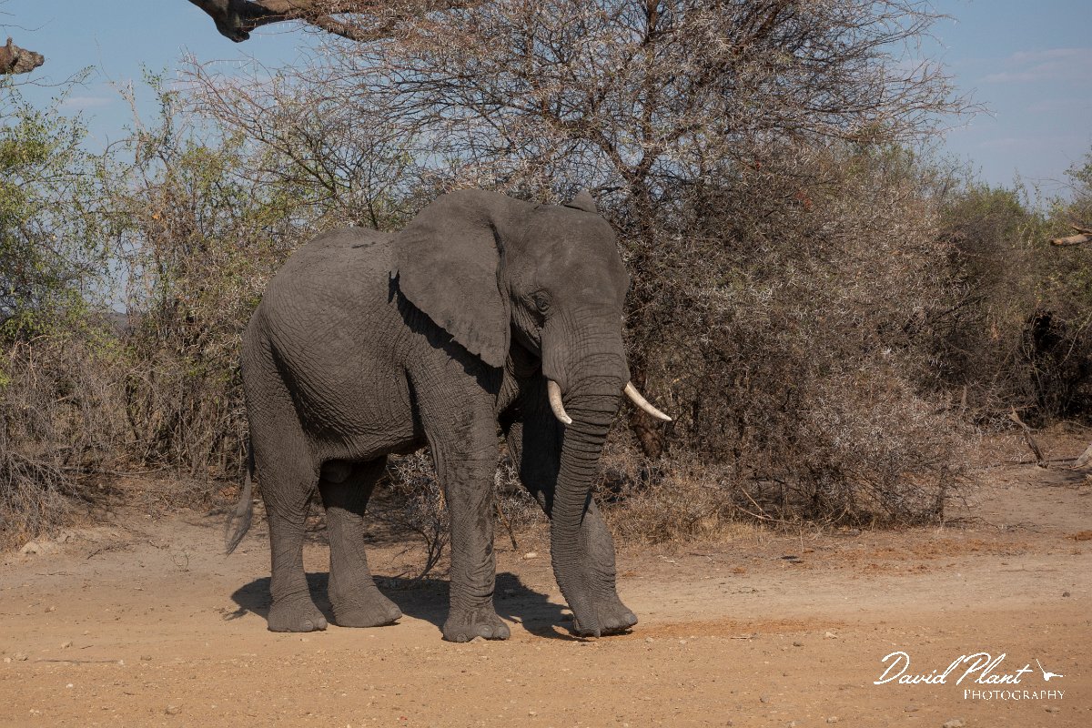DPPhotography - Namibia - Savanna elephant - AD.jpg - Savanna elephant - Mahango National Park