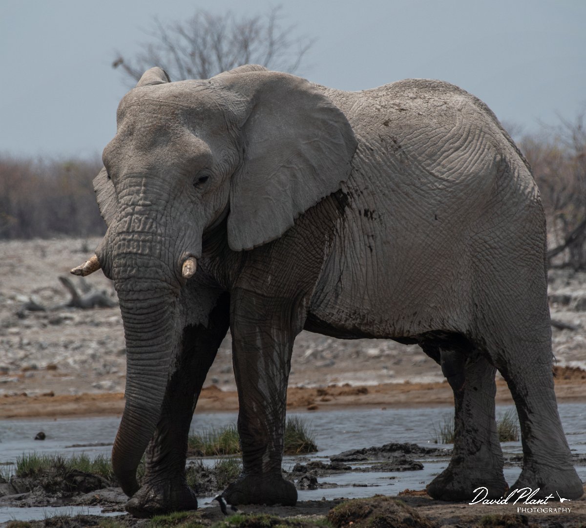 DPPhotography - Namibia - Savanna elephant - AF.jpg - Savanna elephant - Etosha National Park