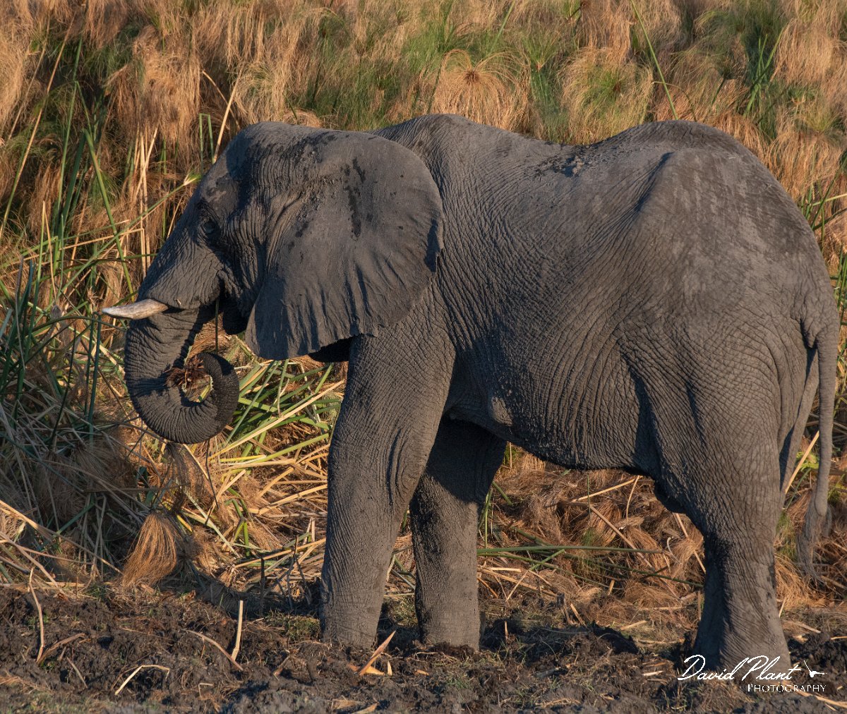 DPPhotography - Namibia - Savanna elephant - AG.jpg - Savanna elephant - Mahango National Park