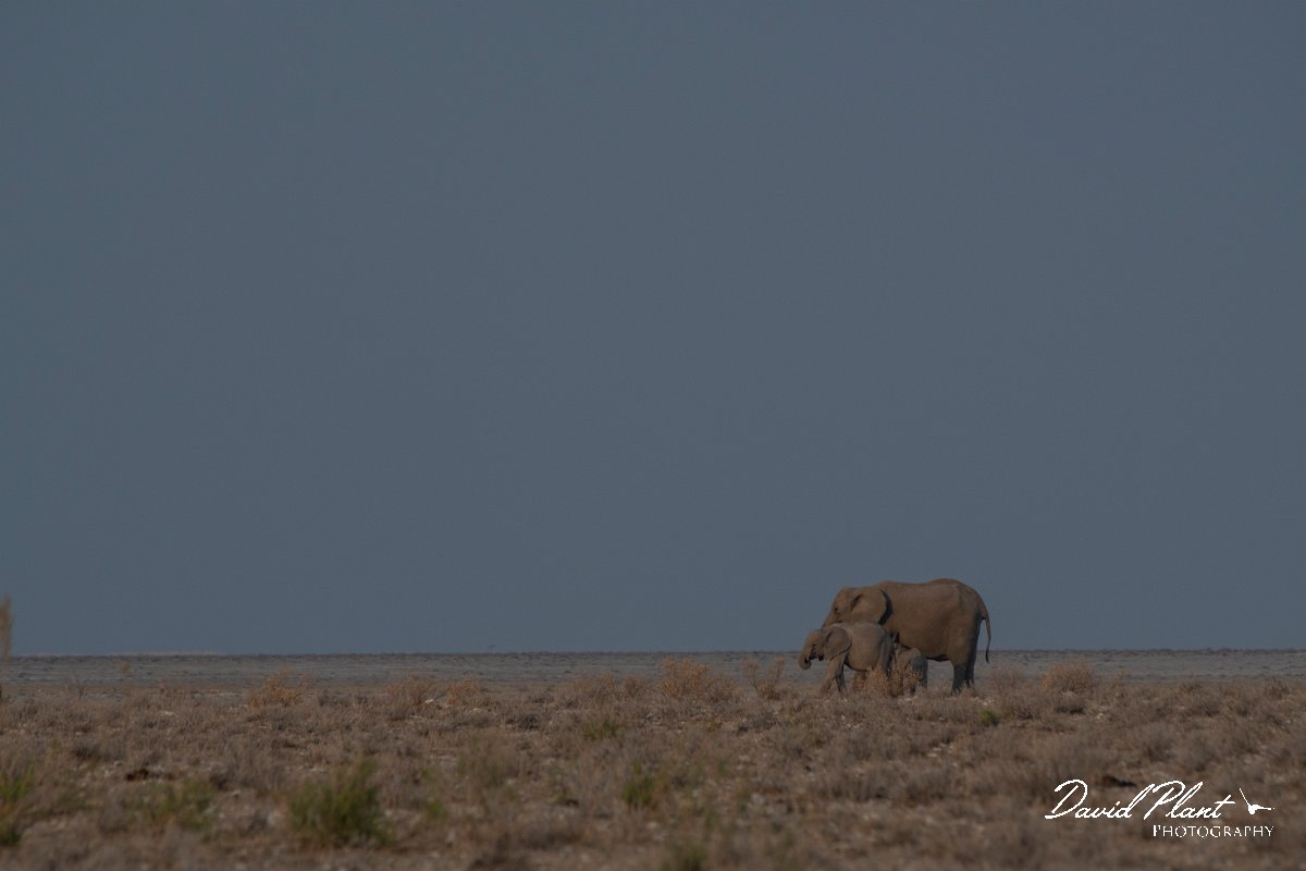 DPPhotography - Namibia - Savanna elephant - C.jpg - Savanna elephant - Etosha National Park