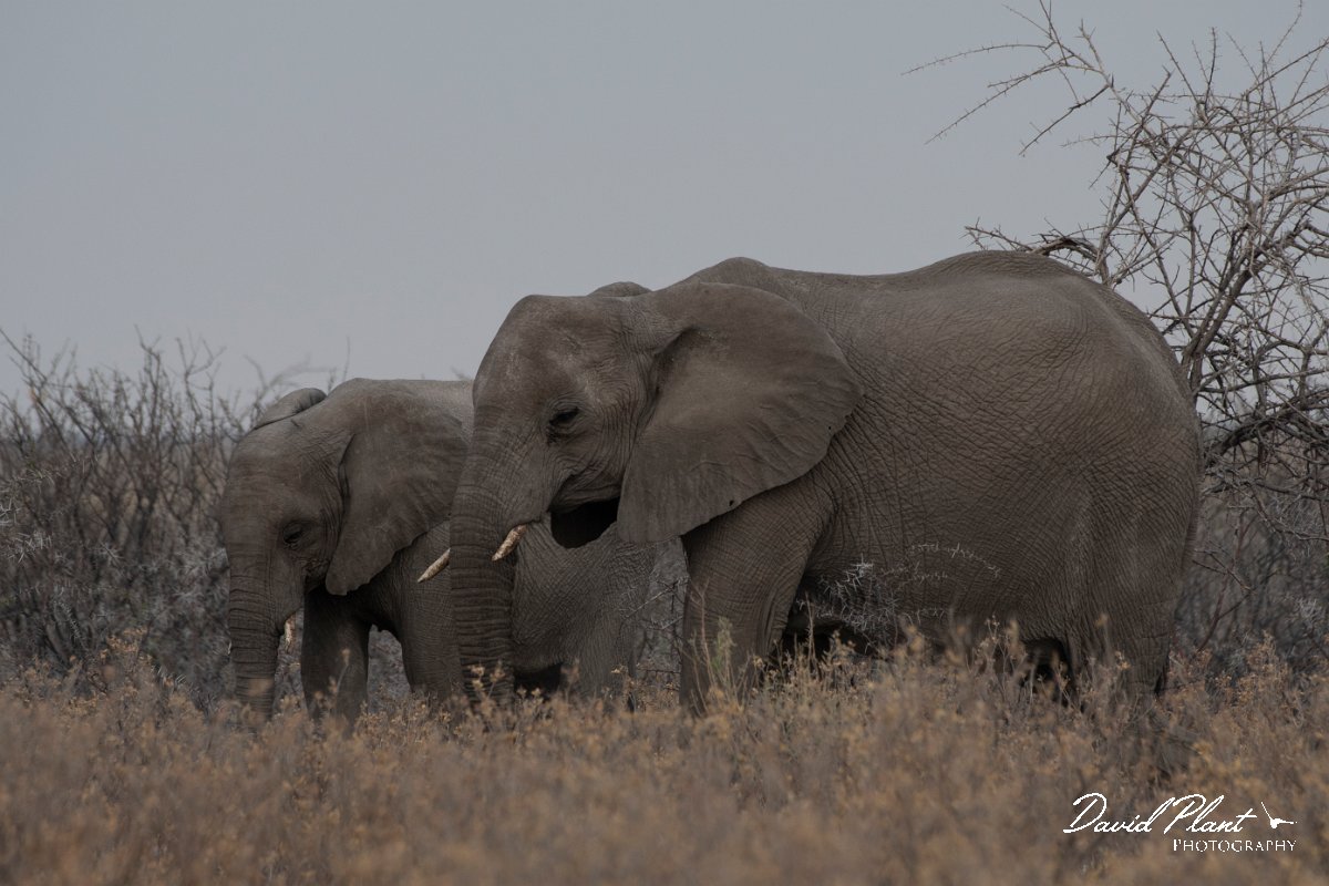 DPPhotography - Namibia - Savanna elephant - D.jpg - Savanna elephant - Etosha National Park
