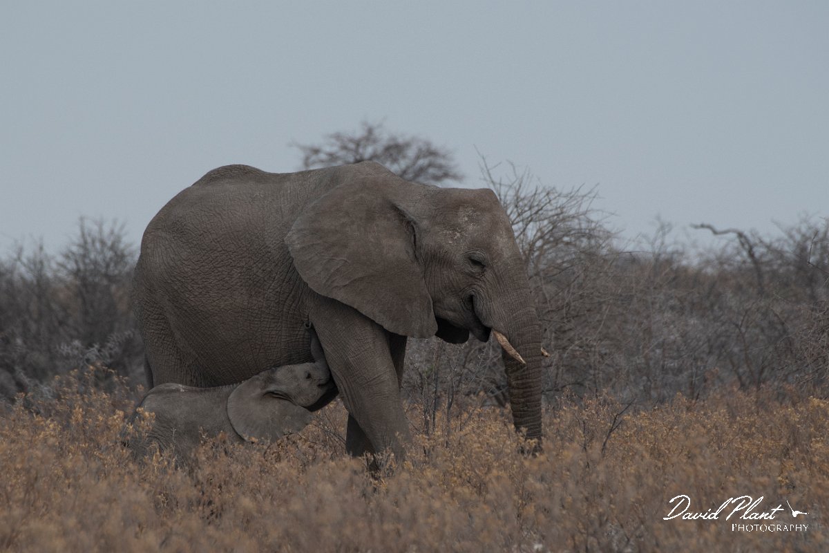 DPPhotography - Namibia - Savanna elephant - E.jpg - Savanna elephant - Etosha National Park