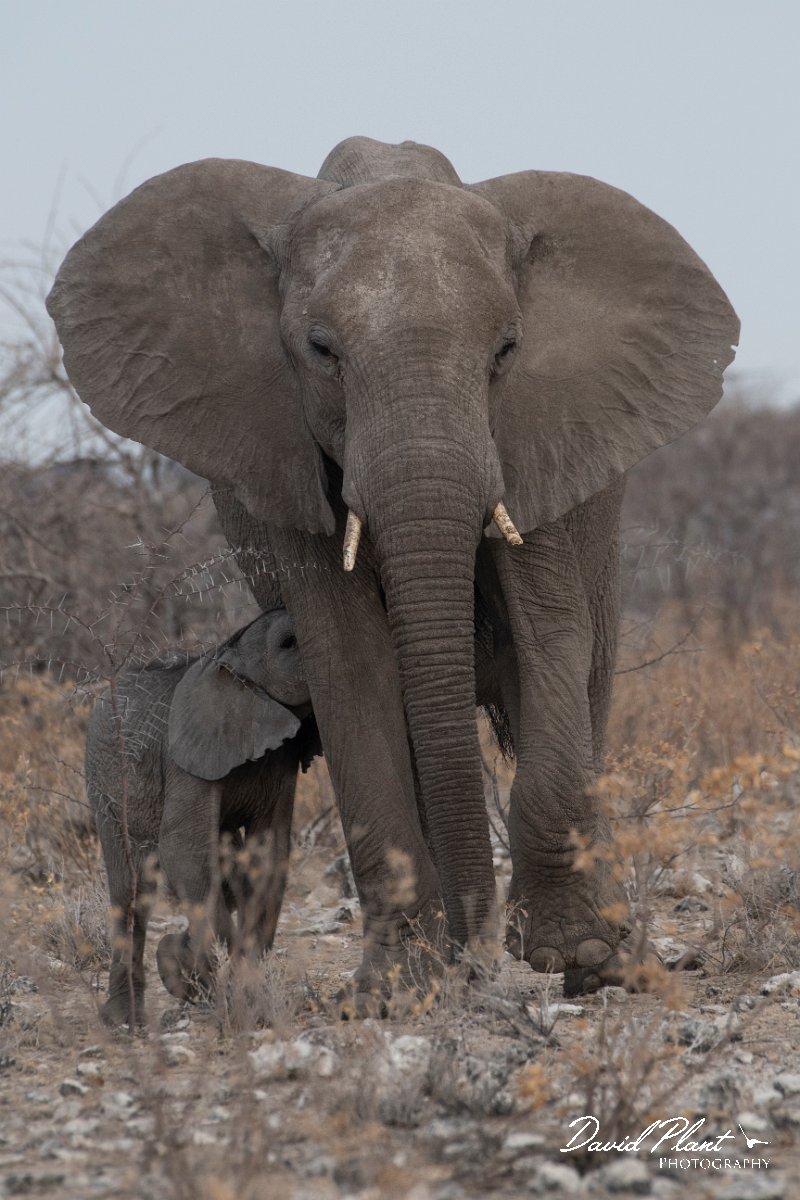 DPPhotography - Namibia - Savanna elephant - F.jpg - Savanna elephant - Etosha National Park