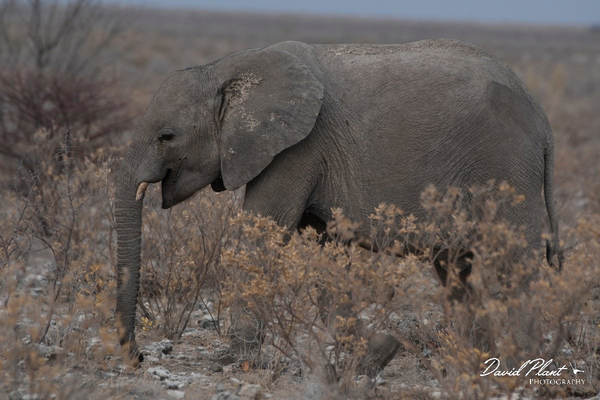 DPPhotography - Namibia - Savanna elephant - G.jpg - Savanna elephant - Etosha National Park