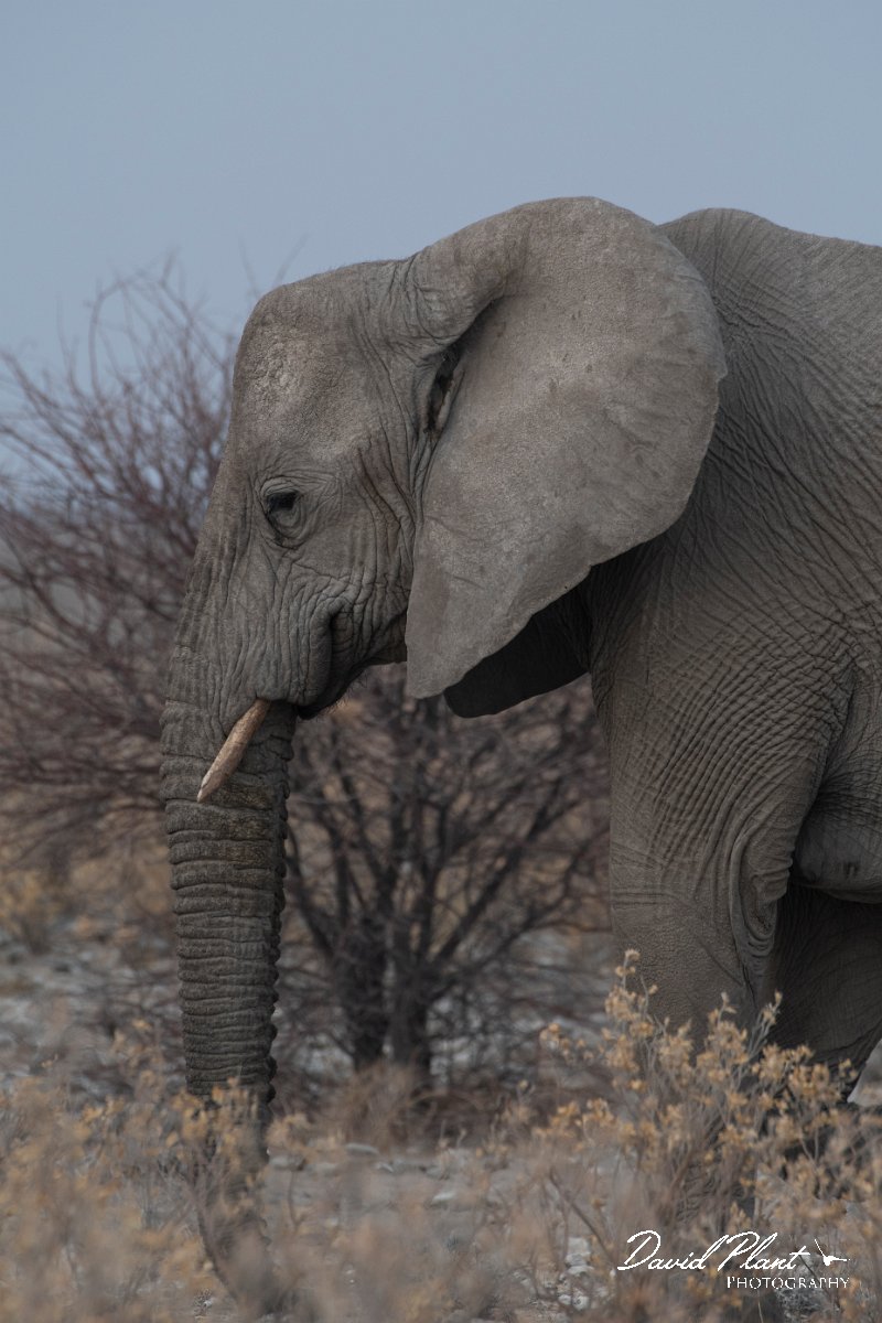 DPPhotography - Namibia - Savanna elephant - H.jpg - Savanna elephant - Etosha National Park