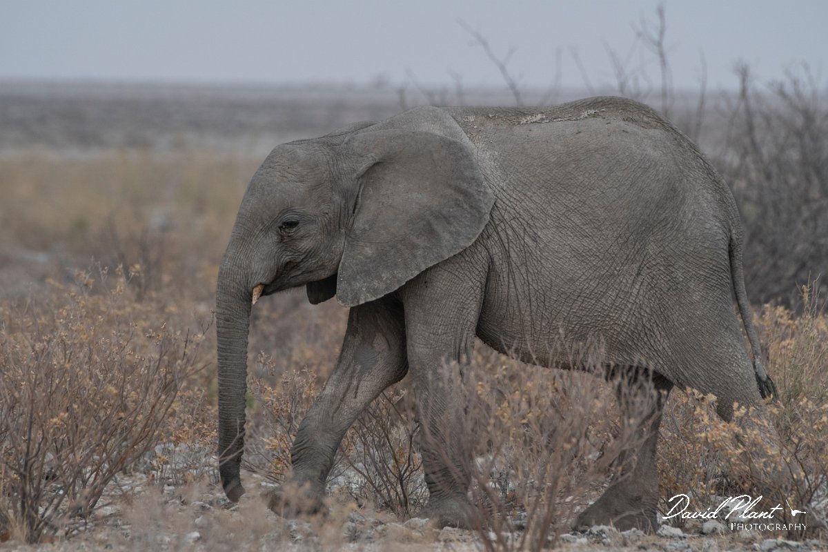 DPPhotography - Namibia - Savanna elephant - I.jpg - Savanna elephant - Etosha National Park