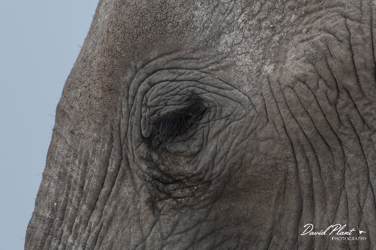 DPPhotography - Namibia - Savanna elephant - K.jpg - Savanna elephant - Etosha National Park