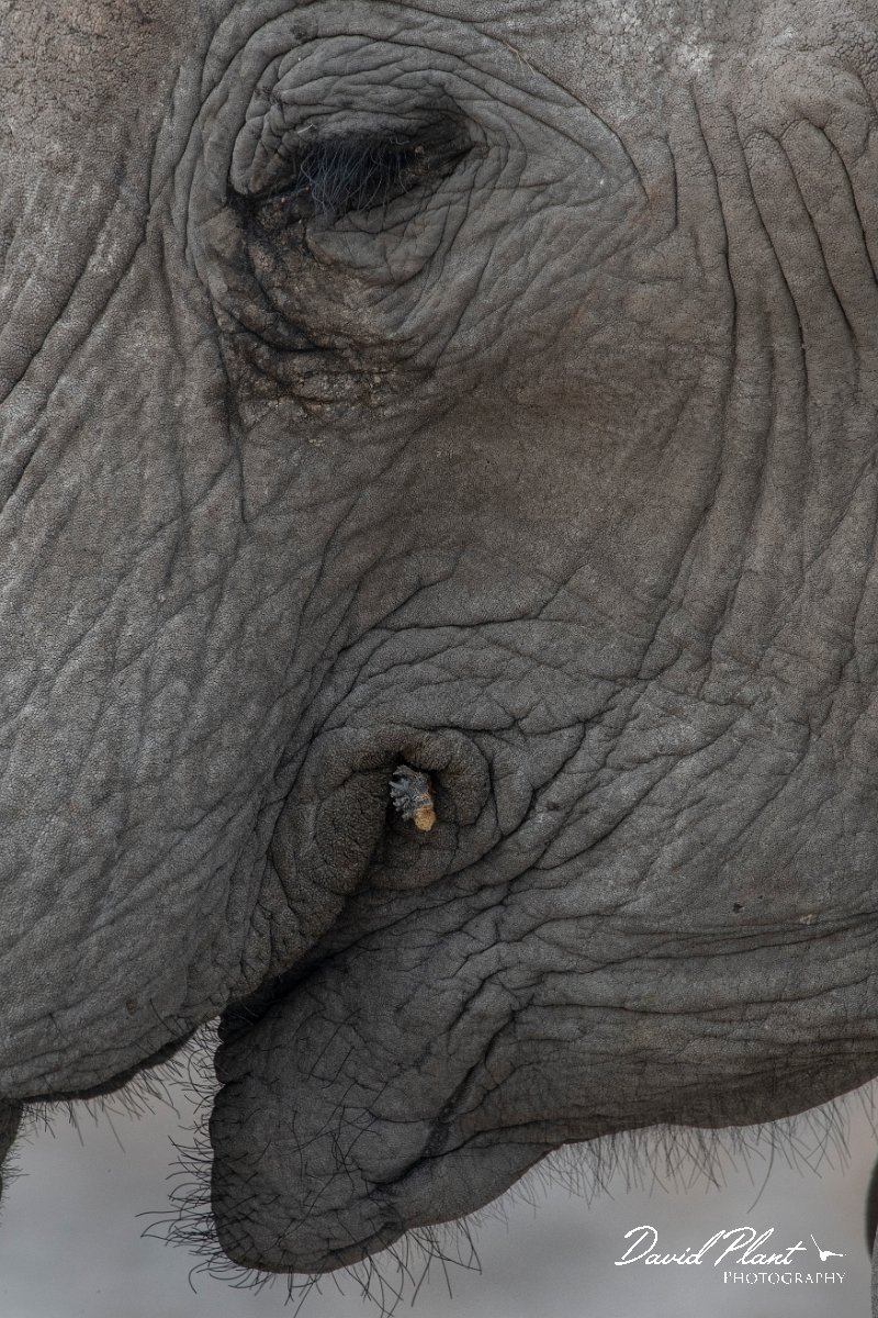 DPPhotography - Namibia - Savanna elephant - L.jpg - Savanna elephant eating - Etosha National Park