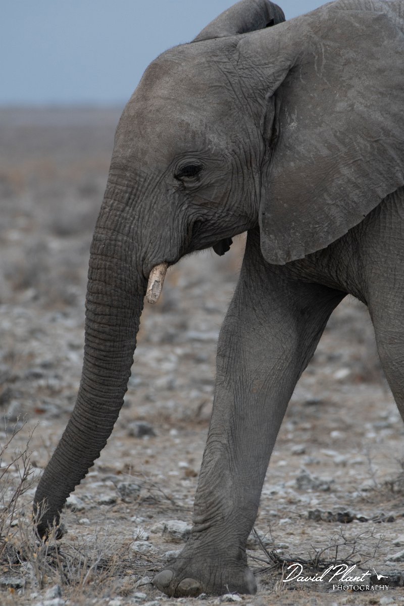 DPPhotography - Namibia - Savanna elephant - M.jpg - Savanna elephant - Etosha National Park
