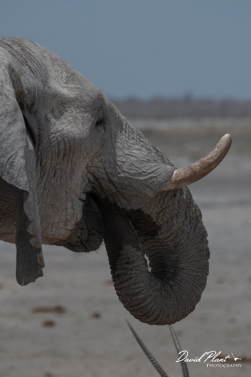 DPPhotography - Namibia - Savanna elephant - O.jpg - Savanna elephant - Etosha National Park