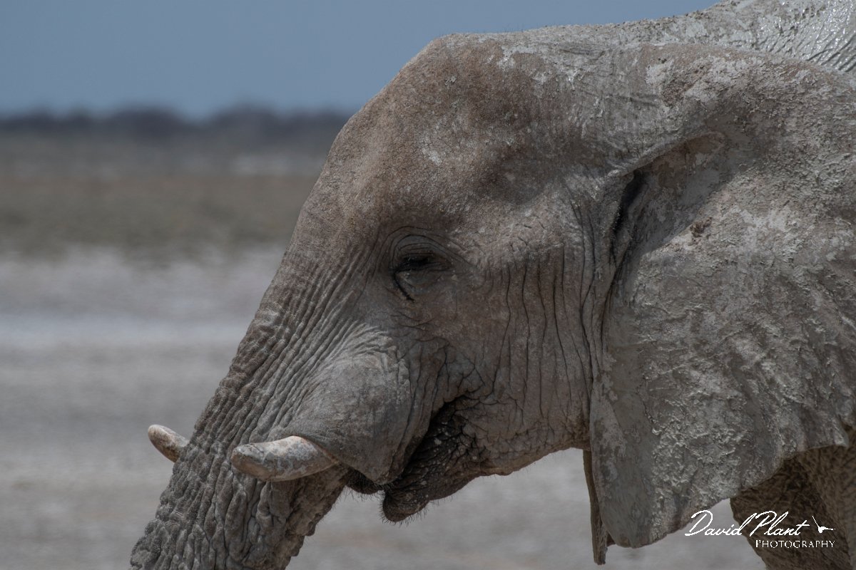 DPPhotography - Namibia - Savanna elephant - P.jpg - Savanna elephant - Etosha National Park