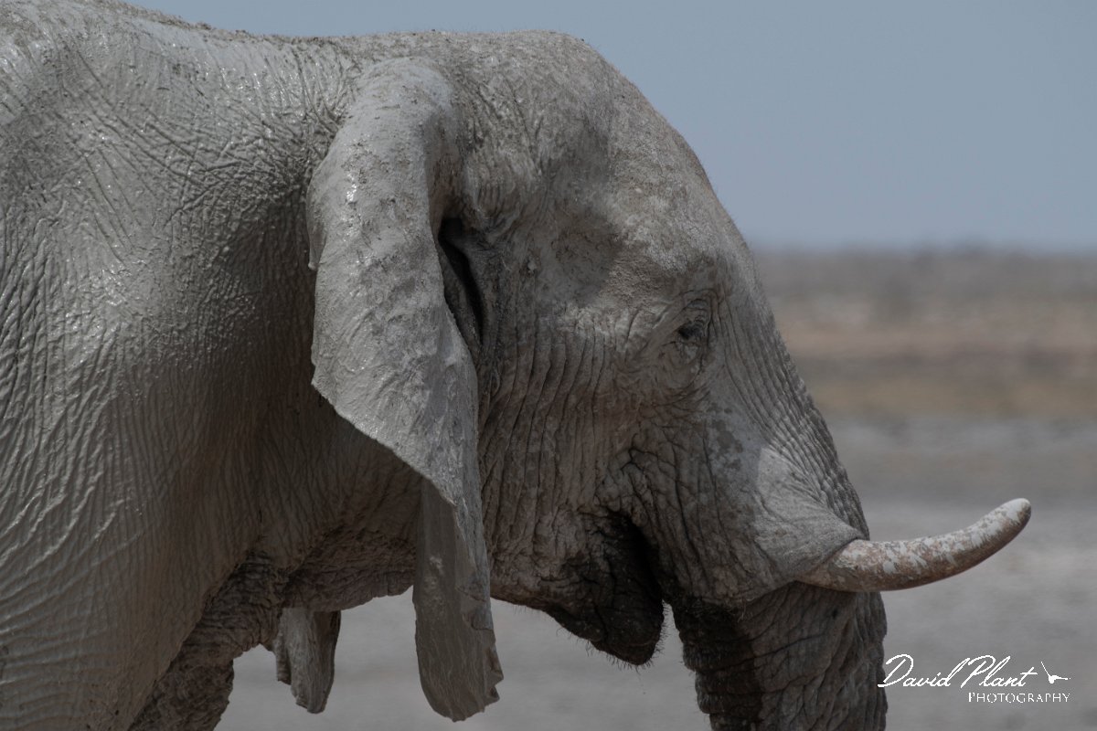 DPPhotography - Namibia - Savanna elephant - R.jpg - Savanna elephant - Etosha National Park