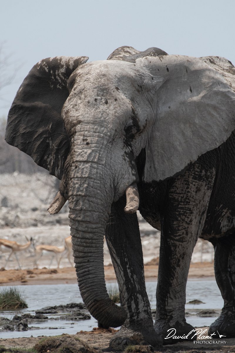 DPPhotography - Namibia - Savanna elephant - S.jpg - Savanna elephant - Etosha National Park