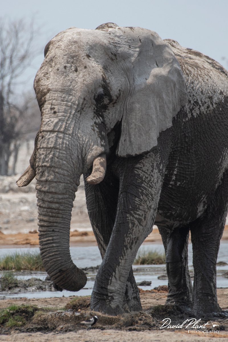 DPPhotography - Namibia - Savanna elephant - T.jpg - Savanna elephant - Etosha National Park