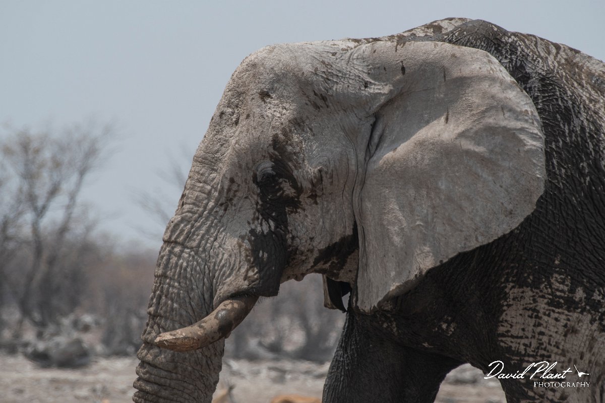 DPPhotography - Namibia - Savanna elephant - U.jpg - Savanna elephant - Etosha National Park