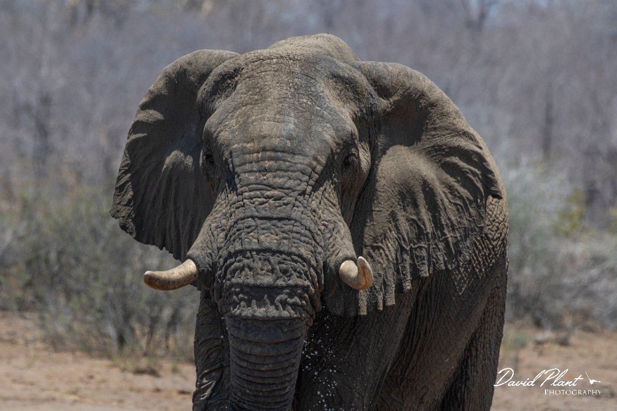 DPPhotography - Namibia - Savanna elephant - V.jpg - Savanna elephant - Mahango National Park