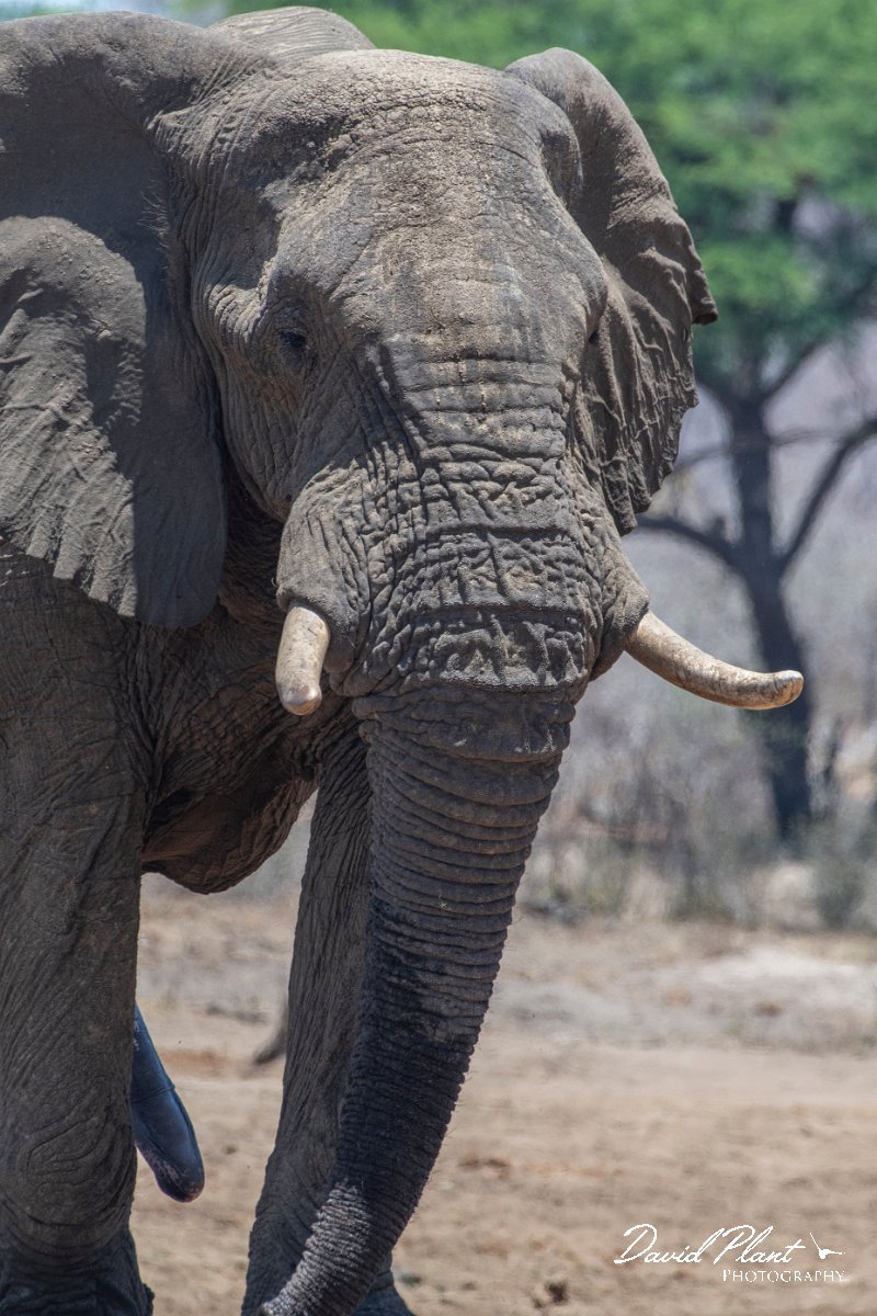 DPPhotography - Namibia - Savanna elephant - W.jpg - Savanna elephant - Mahango National Park
