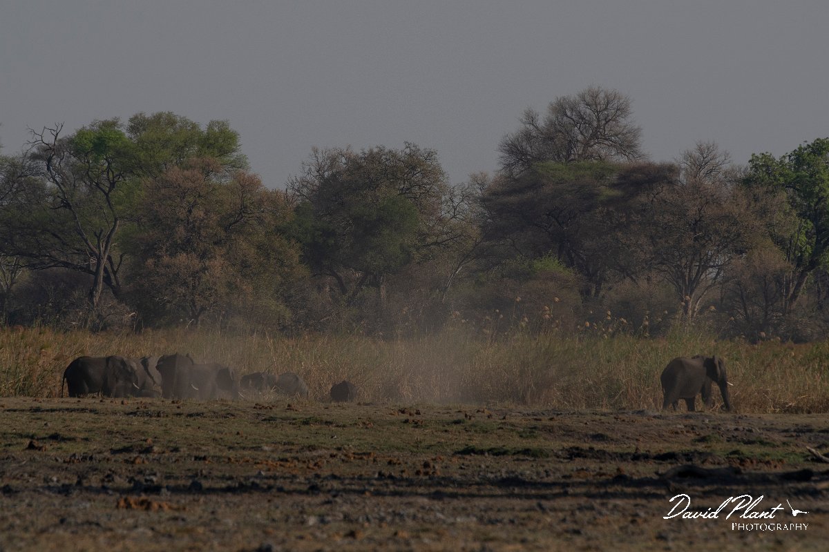 DPPhotography - Namibia - Savanna elephant - X.jpg