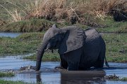 DPPhotography - Namibia - Savanna elephant - A
