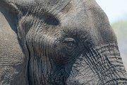 DPPhotography - Namibia - Savanna elephant - AA