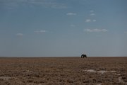 DPPhotography - Namibia - Savanna elephant - AB