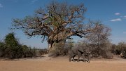 DPPhotography - Namibia - Savanna elephant - AC