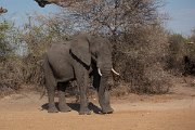 DPPhotography - Namibia - Savanna elephant - AD