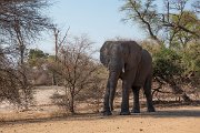 DPPhotography - Namibia - Savanna elephant - AE